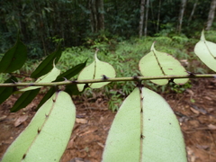 Zanthoxylum psammophilum