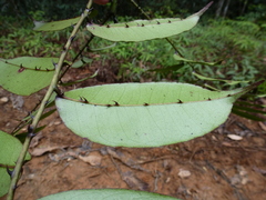 Zanthoxylum psammophilum