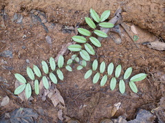 Zanthoxylum psammophilum