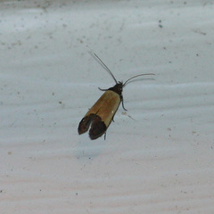 Anacampsis coverdalella