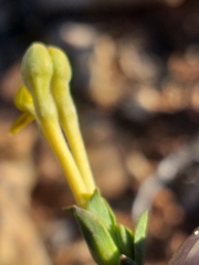 Lasiosiphon deserticola