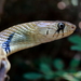 Black-tailed Indigo Snake - Photo (c) Iván Castellanos, some rights reserved (CC BY-NC), uploaded by Iván Castellanos