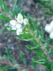 Phylica imberbis