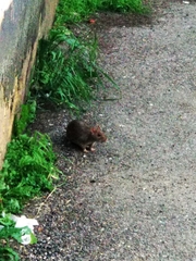 Rattus norvegicus