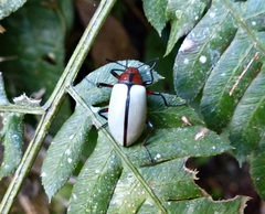 Poecilesthus suturalis