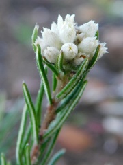 Phylica imberbis