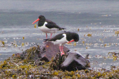 Haematopus ostralegus