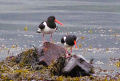 Haematopus ostralegus