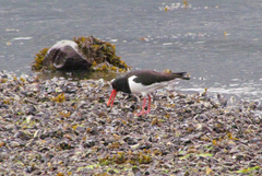 Haematopus ostralegus