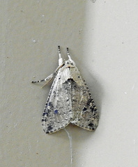 Purius superpulverea