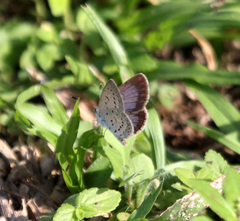 Zizeeria knysna knysna