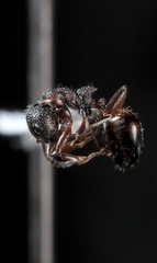 Dolichoderus plagiatus