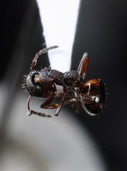 Dolichoderus plagiatus