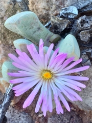 Cerochlamys pachyphylla