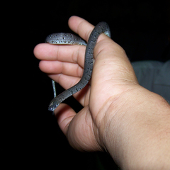 Pareas margaritophorus