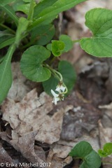 Viola blanda
