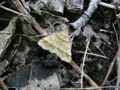 Phalaenophana pyramusalis