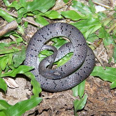 Pareas margaritophorus