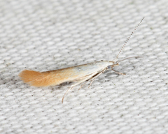 Coleophora cornivorella