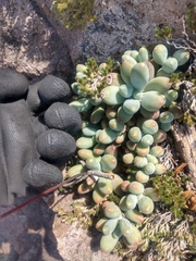Pachyphytum hookeri
