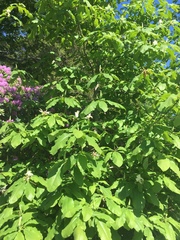 Magnolia tripetala