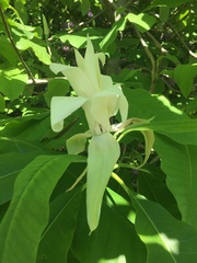 Magnolia tripetala