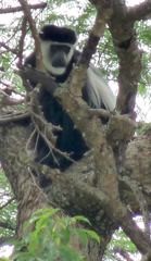 Colobus guereza matschiei