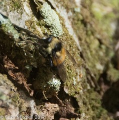 Criorhina