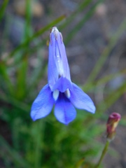 Lobelia chamaepitys