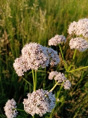 Valeriana rossica