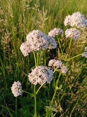 Valeriana rossica