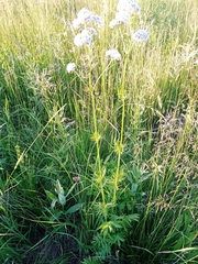 Valeriana rossica