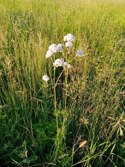 Valeriana rossica
