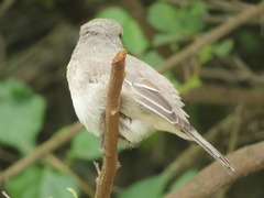 Bradornis microrhynchus
