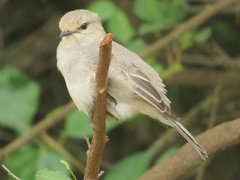 Bradornis microrhynchus