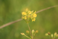 Lysimachia quadriflora