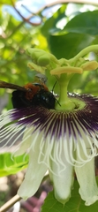Xylocopa similis