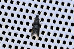 Dichrorampha simpliciana