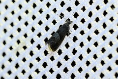 Dichrorampha simpliciana