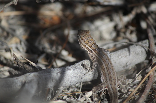 iNaturalist observation photo of Western Side-blotched Lizard