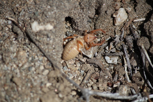 iNaturalist observation photo of Eremobates