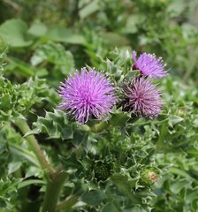Cirsium maritimum