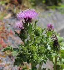 Cirsium maritimum
