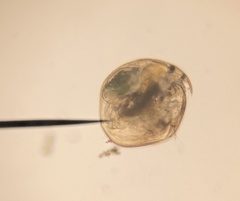 Chydorus