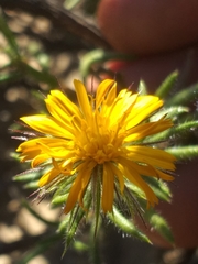 Gorteria integrifolia