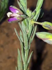 Polygala ericifolia