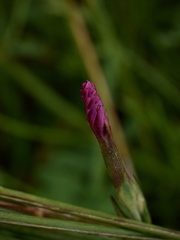 Dianthus deltoides