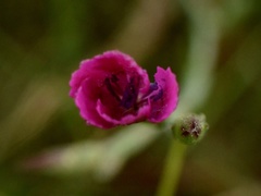 Dianthus deltoides