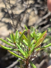 Gorteria integrifolia