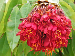 Brownea grandiceps